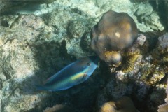 Parrotfish - Princess Parrotfish - Scarus taeniopterus