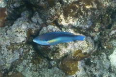 Parrotfish - Princess Parrotfish - Scarus taeniopterus