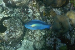 Parrotfish - Princess Parrotfish - Scarus taeniopterus