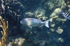 Parrotfish - Yellowtail Parrotfish - Sparisoma rubripinne