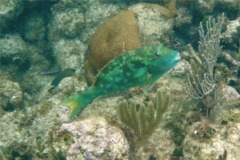 Parrotfish - Yellowtail Parrotfish - Sparisoma rubripinne