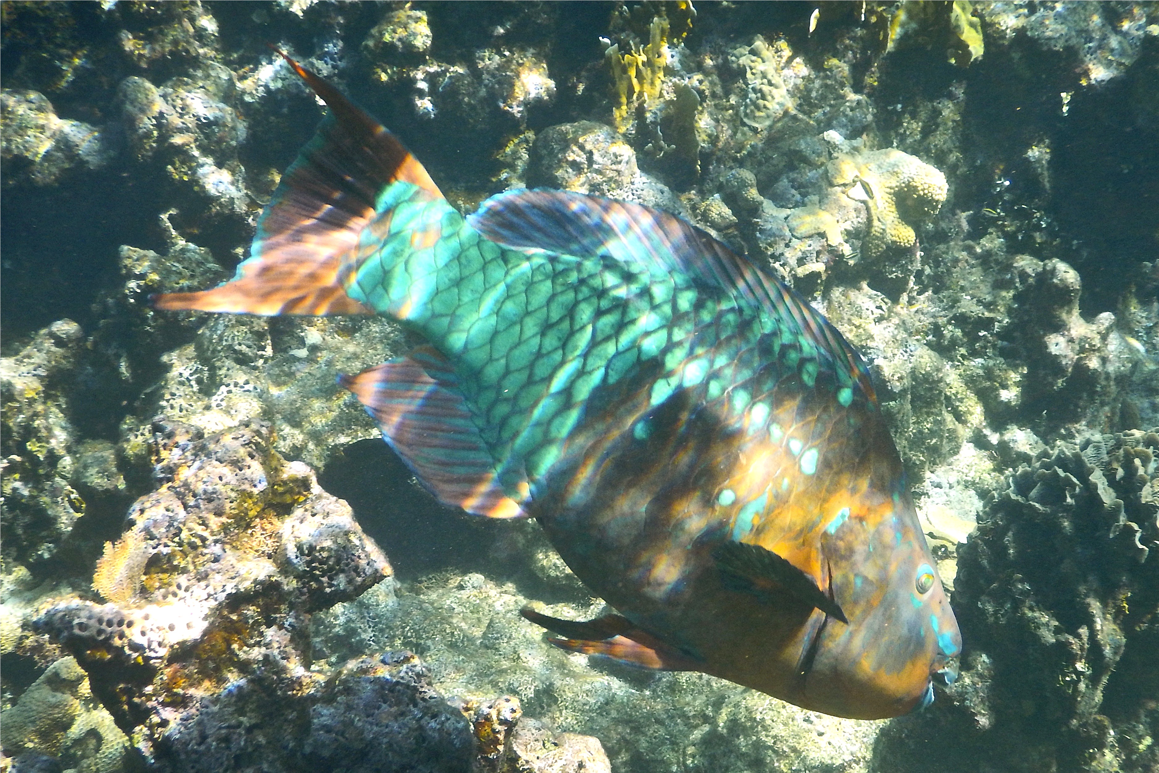 Parrotfish - Rainbow Parrotfish - Scarus guacamaia