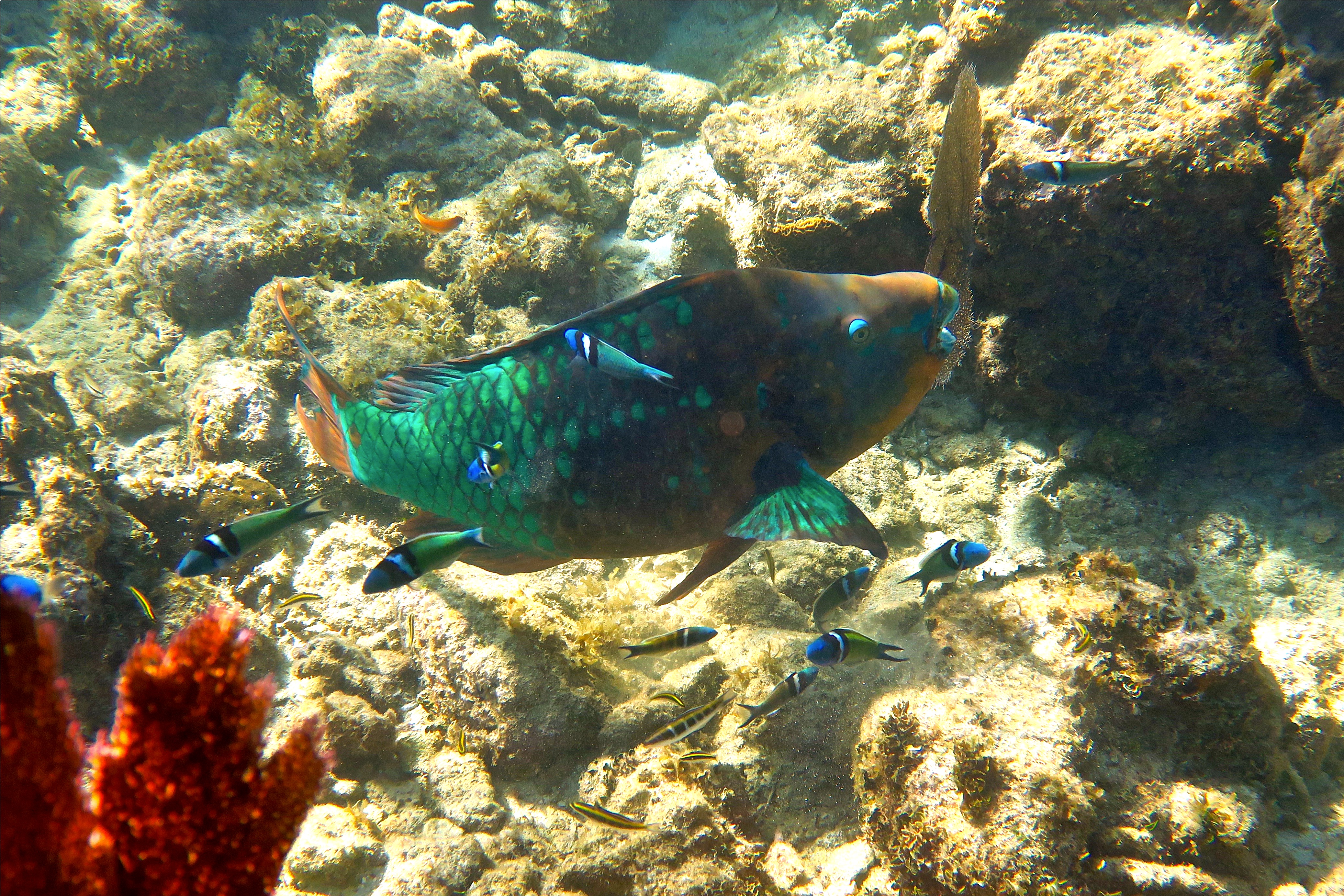 Parrotfish - Rainbow Parrotfish - Scarus guacamaia