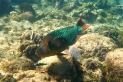 Parrotfish - Rainbow Parrotfish - Scarus guacamaia