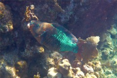 Parrotfish - Rainbow Parrotfish - Scarus guacamaia