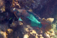 Parrotfish - Rainbow Parrotfish - Scarus guacamaia