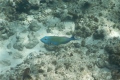 Parrotfish - Redtail Parrotfish - Sparisoma chrysopterum