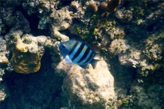 Damselfish - Sergeant Major - Abudefduf saxatilis