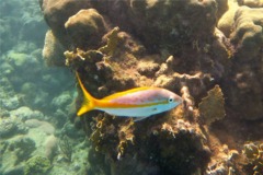 Snappers - Yellowtail Snapper - Ocyurus chrysurus