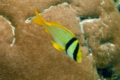 Porkfish - Porkfish - Anisotremus virginicus