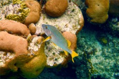 Snappers - Schoolmaster - Lutjanus apodus