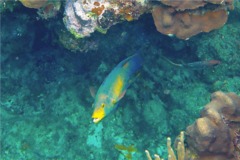 Hogfish - Spanish Hogfish - Bodianus rufus