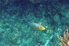 Hogfish - Spanish Hogfish - Bodianus rufus