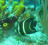 Angelfish - French Angelfish - Pomacanthus paru