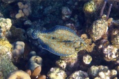 Flounders - Plate Flounder - Bothus lunatus