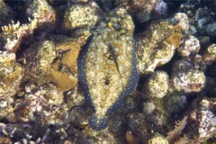 Flounders - Plate Flounder - Bothus lunatus