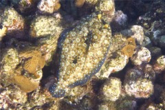 Flounders - Plate Flounder - Bothus lunatus