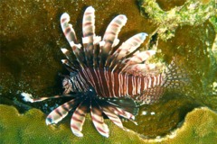 Lionfish - Common Lionfish - Pterois volitans