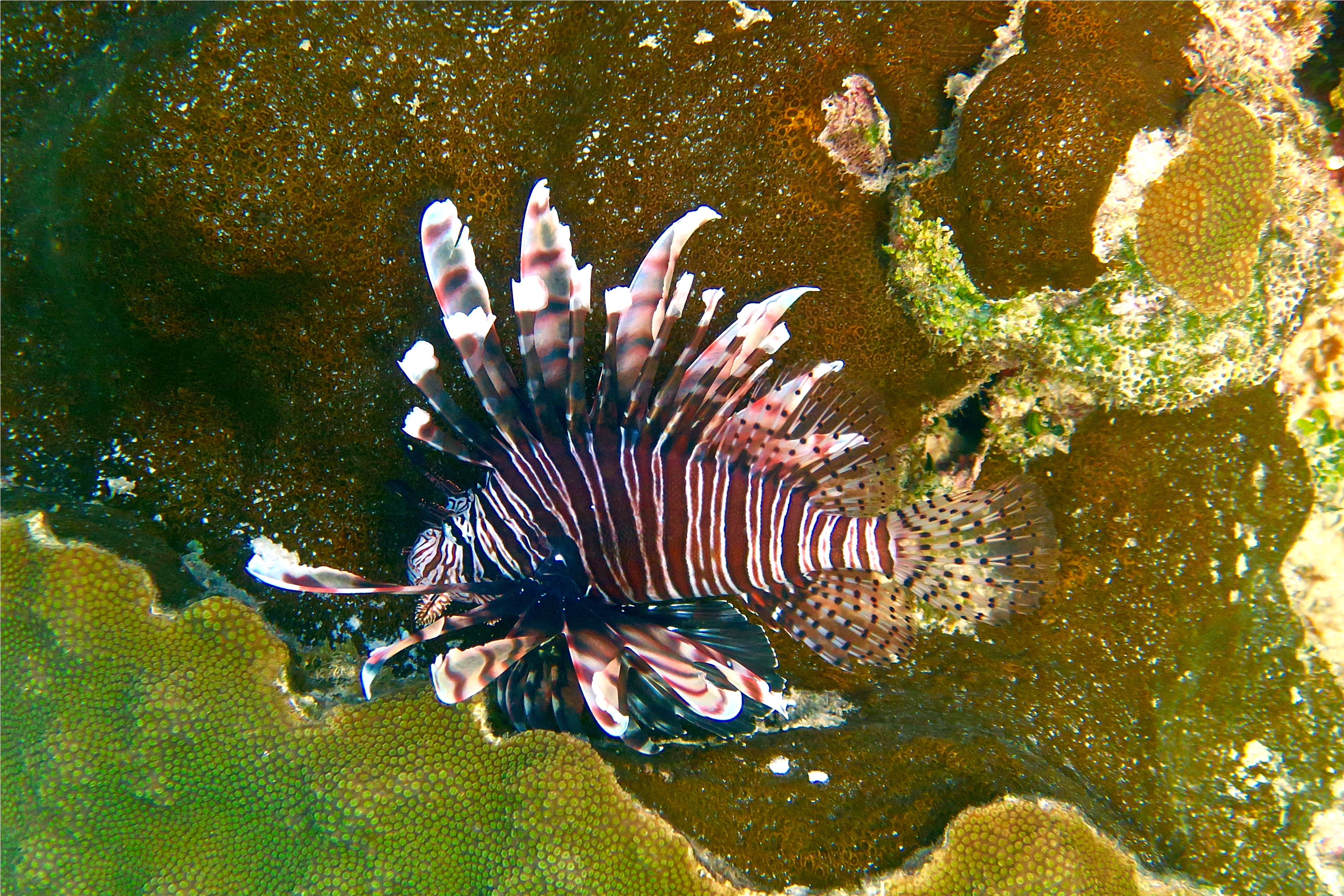 Lionfish - Common Lionfish - Pterois volitans