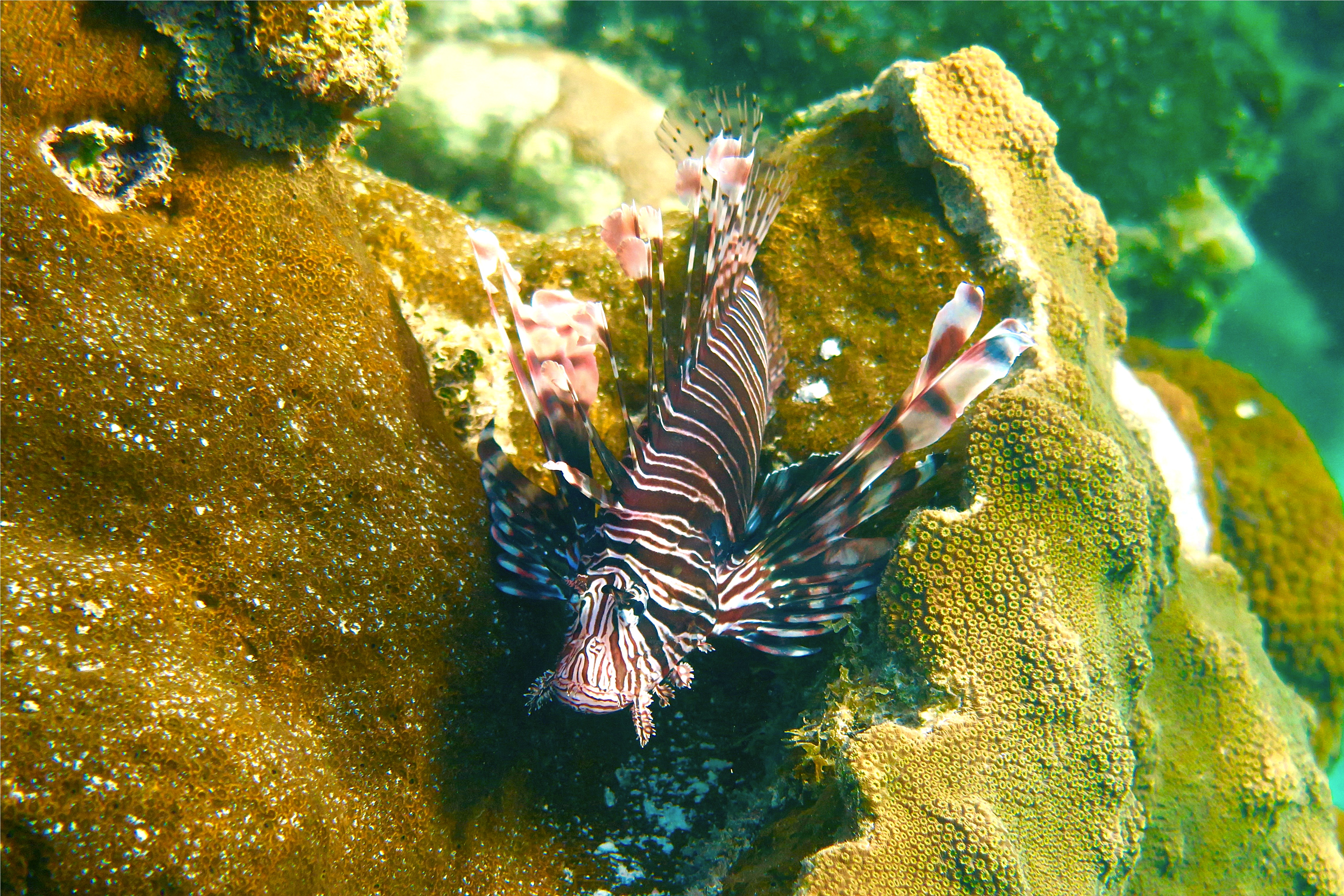 Lionfish - Common Lionfish - Pterois volitans