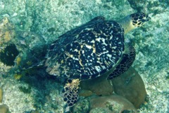 Turtle - Hawksbill Turtle - Eretmochelys imbricata