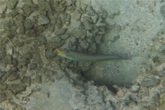 Tilefish - Sand Tilefish - Malacanthus plumieri