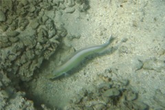 Tilefish - Sand Tilefish - Malacanthus plumieri