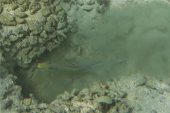 Tilefish - Sand Tilefish - Malacanthus plumieri