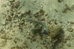 Tilefish - Sand Tilefish - Malacanthus plumieri