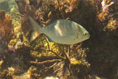 Chubs - Yellow Sea Chub - Kyphosus incisor