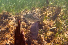 Chubs - Bermuda Chub - Kyphosus sectatrix