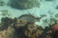 Snappers - Mahogany Snapper - Lutjanus mahogoni