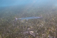 Needlefish - Flat Needlefish - Ablennes hians