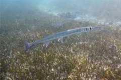 Needlefish - Flat Needlefish - Ablennes hians