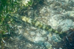 Barracuda - Great Barracuda - Sphyraena barracuda