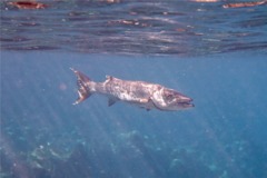 Barracuda - Great Barracuda - Sphyraena barracuda