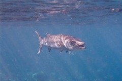 Barracuda - Great Barracuda - Sphyraena barracuda