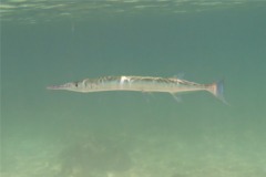 Needlefish - Houndfish - Tylosurus crocodilus