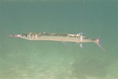 Needlefish - Houndfish - Tylosurus crocodilus