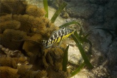 Seabasses - Harlequin Bass - Serranus tigrinus