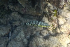 Seabasses - Harlequin Bass - Serranus tigrinus