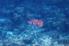 Porcupinefish - Porcupinefish - Diodon hystrix