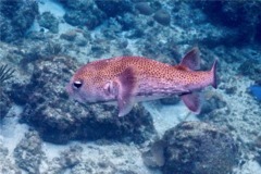 Porcupinefish - Porcupinefish - Diodon hystrix