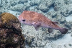 Porcupinefish - Porcupinefish - Diodon hystrix