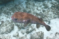 Porcupinefish - Porcupinefish - Diodon hystrix