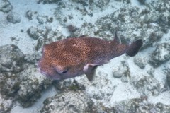 Porcupinefish - Porcupinefish - Diodon hystrix