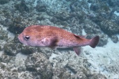 Porcupinefish - Porcupinefish - Diodon hystrix