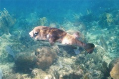 Porcupinefish - Porcupinefish - Diodon hystrix