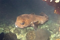 Porcupinefish - Porcupinefish - Diodon hystrix