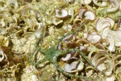 Brittle Star - Harlequin Brittle Star - Ophioderma appressum